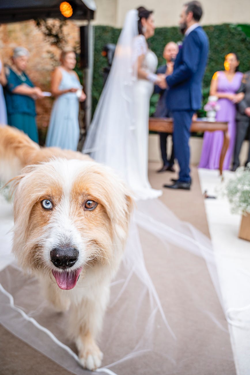 pawsitively perfect: 10 heartwarming ways to include your pet in your&nbsp;wedding